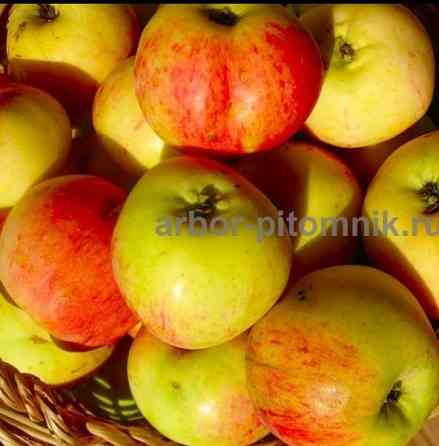 Саженцы яблони из питомника, с доставкой и посадкой по низкой цене Москва