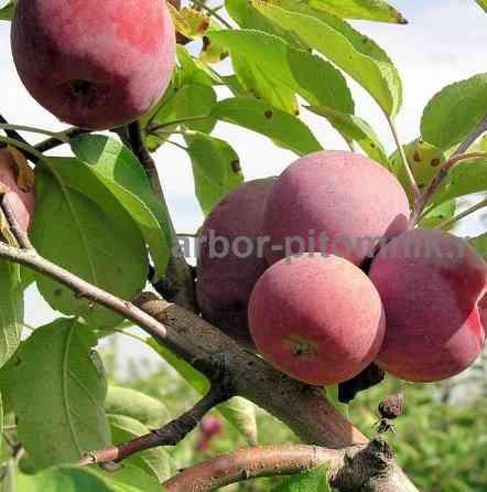 Саженцы яблони из питомника, с доставкой и посадкой по низкой цене Москва