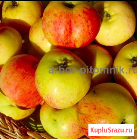 Саженцы яблони из питомника, с доставкой и посадкой по низкой цене Москва - изображение 3