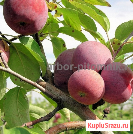 Саженцы яблони из питомника, с доставкой и посадкой по низкой цене Москва - изображение 4