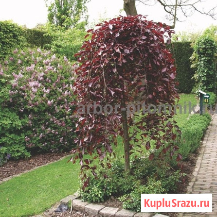 Саженцы яблони из питомника, с доставкой и посадкой по низкой цене Москва - изображение 1