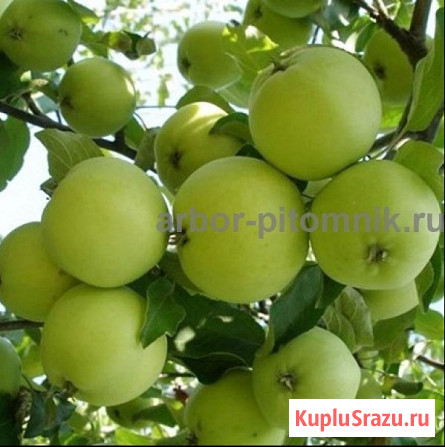 Саженцы яблони из питомника, с доставкой и посадкой по низкой цене Москва - изображение 2