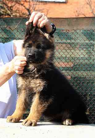 Щенки немецкой овчарки Таганрог