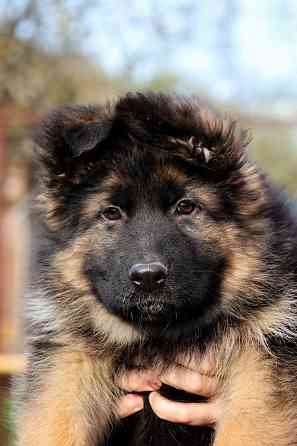 Щенки немецкой овчарки Таганрог