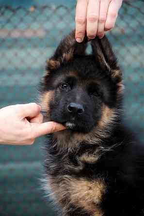 Щенки немецкой овчарки Таганрог