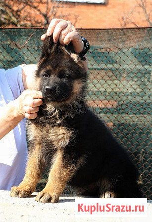 Щенки немецкой овчарки Таганрог - изображение 3