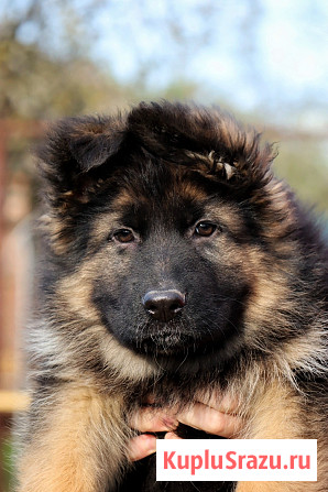 Щенки немецкой овчарки Таганрог - изображение 1