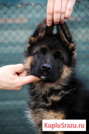 Щенки немецкой овчарки Таганрог - изображение 2