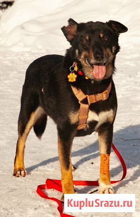 Вива – не помнящая зла Москва - изображение 1