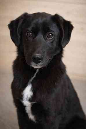 Ричард и Сеня, добрые, умные, контактные щенки-подростки ищут дом Москва