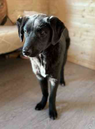 Ричард и Сеня, добрые, умные, контактные щенки-подростки ищут дом Москва