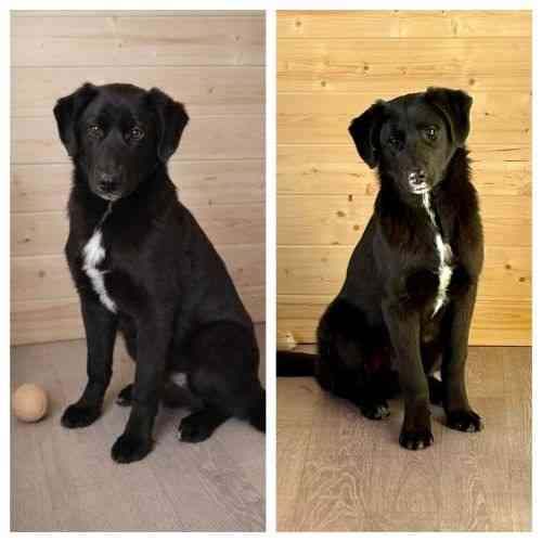 Ричард и Сеня, добрые, умные, контактные щенки-подростки ищут дом Москва