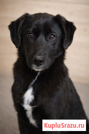 Ричард и Сеня, добрые, умные, контактные щенки-подростки ищут дом Москва - изображение 4