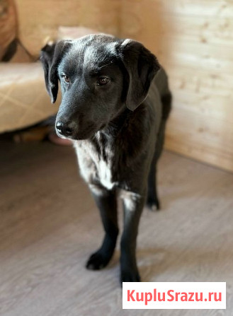 Ричард и Сеня, добрые, умные, контактные щенки-подростки ищут дом Москва - изображение 3