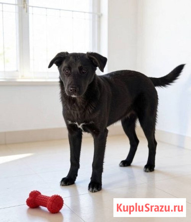 Ричард и Сеня, добрые, умные, контактные щенки-подростки ищут дом Москва - изображение 2