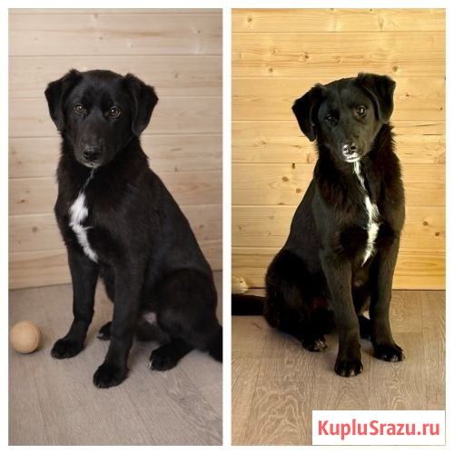 Ричард и Сеня, добрые, умные, контактные щенки-подростки ищут дом Москва - изображение 1