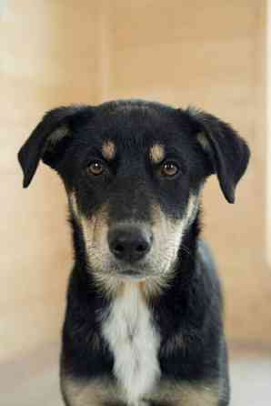 Хороший щенок-подросток Степа ищет дом Москва