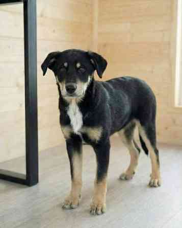 Хороший щенок-подросток Степа ищет дом Москва