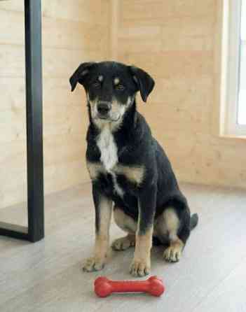 Хороший щенок-подросток Степа ищет дом Москва