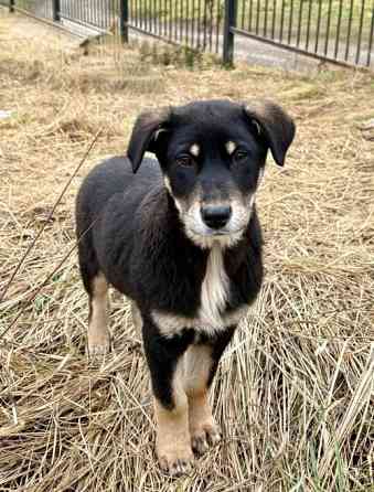 Хороший щенок-подросток Степа ищет дом Москва