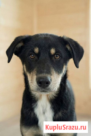 Хороший щенок-подросток Степа ищет дом Москва - изображение 2