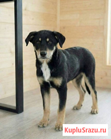 Хороший щенок-подросток Степа ищет дом Москва - изображение 1