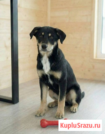 Хороший щенок-подросток Степа ищет дом Москва - изображение 3