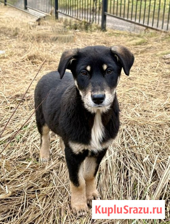 Хороший щенок-подросток Степа ищет дом Москва - изображение 4