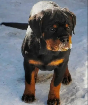 Ротвейлер Челябинск