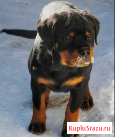 Ротвейлер Челябинск - изображение 1