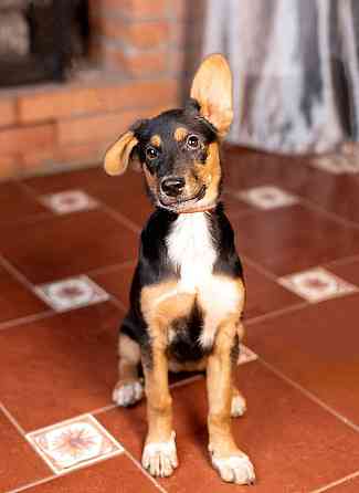 Милейшая обаяшка девочка-щенок Люси ищет дом Москва