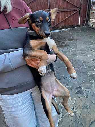 Милейшая обаяшка девочка-щенок Люси ищет дом Москва