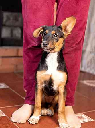 Милейшая обаяшка девочка-щенок Люси ищет дом Москва