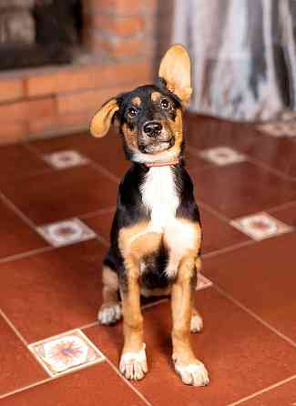 Милейшая обаяшка девочка-щенок Люси ищет дом Москва