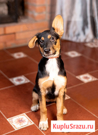 Милейшая обаяшка девочка-щенок Люси ищет дом Москва - изображение 4