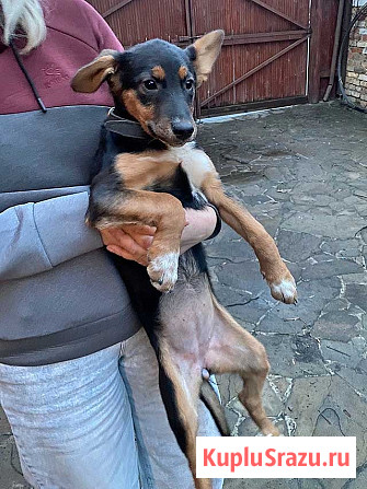 Милейшая обаяшка девочка-щенок Люси ищет дом Москва - изображение 3