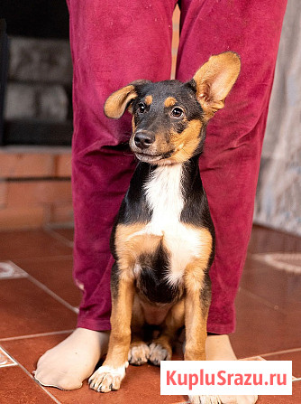 Милейшая обаяшка девочка-щенок Люси ищет дом Москва - изображение 2