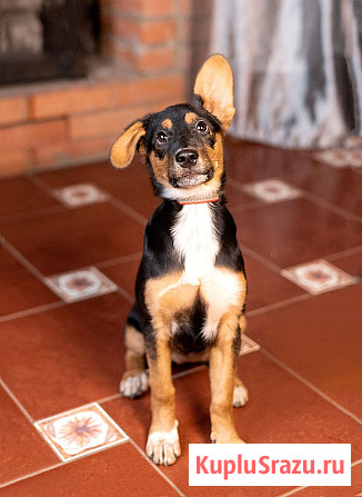 Милейшая обаяшка девочка-щенок Люси ищет дом Москва - изображение 1