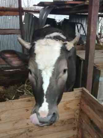 Телка стельная породы Голштинская Липецк