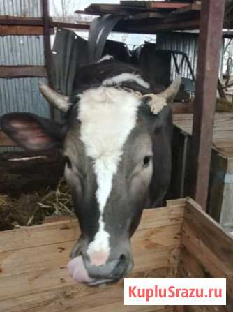 Телка стельная породы Голштинская Липецк - изображение 1