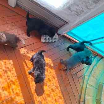 Щенята Карачев