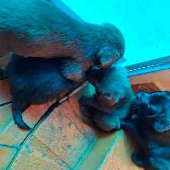 Щенята Карачев