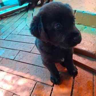 Щенята Карачев