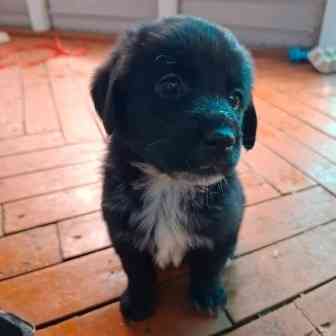 Щенята Карачев