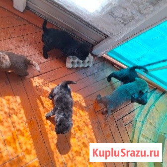 Щенята Карачев - изображение 4