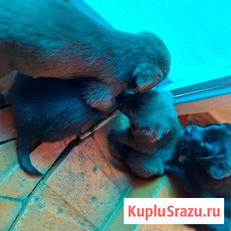 Щенята Карачев - изображение 3