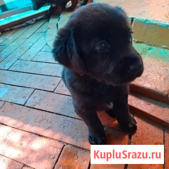 Щенята Карачев - изображение 2