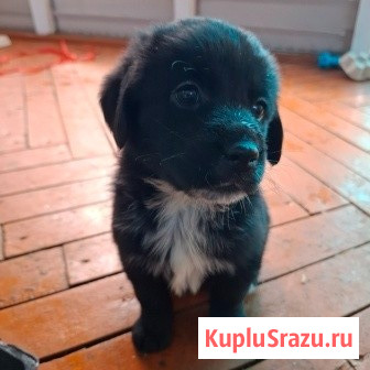 Щенята Карачев - изображение 1