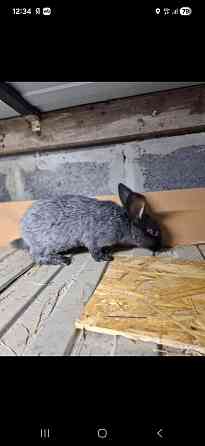 Продам кроликов Полтавское серебро Короча