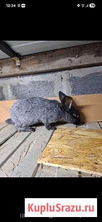 Продам кроликов Полтавское серебро Короча - изображение 1